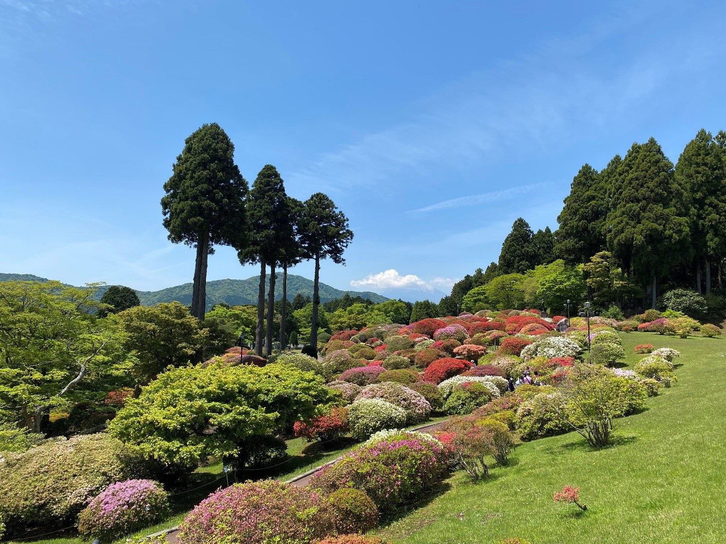 Azalea Garden at Hotel de Yama