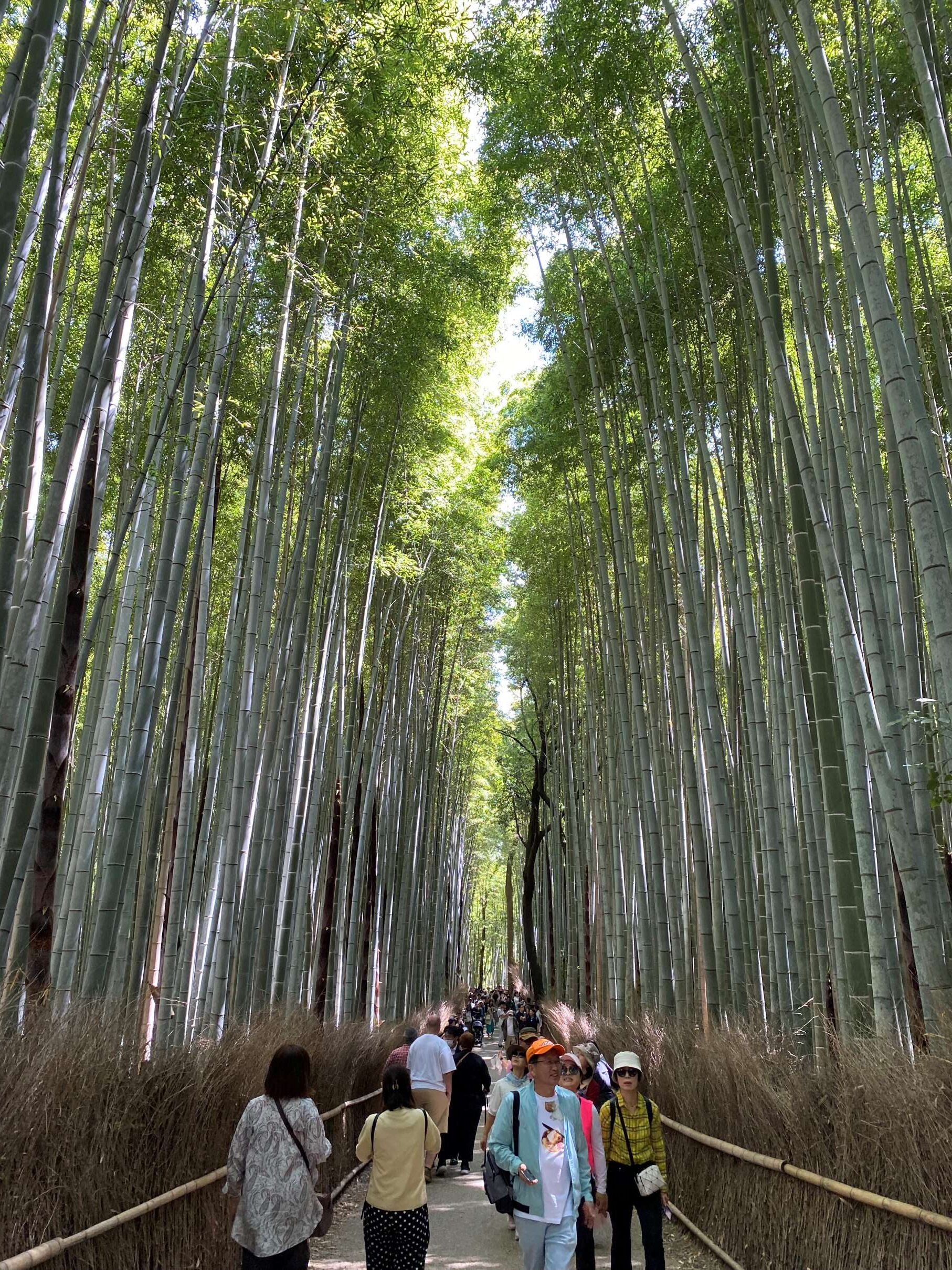 Bamboo Grove, Arashiyama