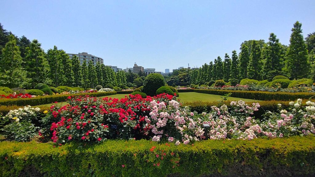 Rose Beds, Shinjuku Garden